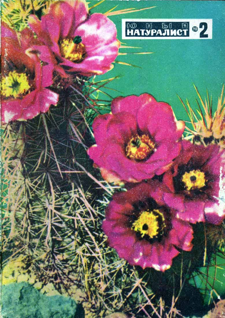 Эхиноцереус Энгельманна цветущий кактус пустыни в Техасе Эхиноцереус Энгельманна цветущий кактус пустыни в Техасе