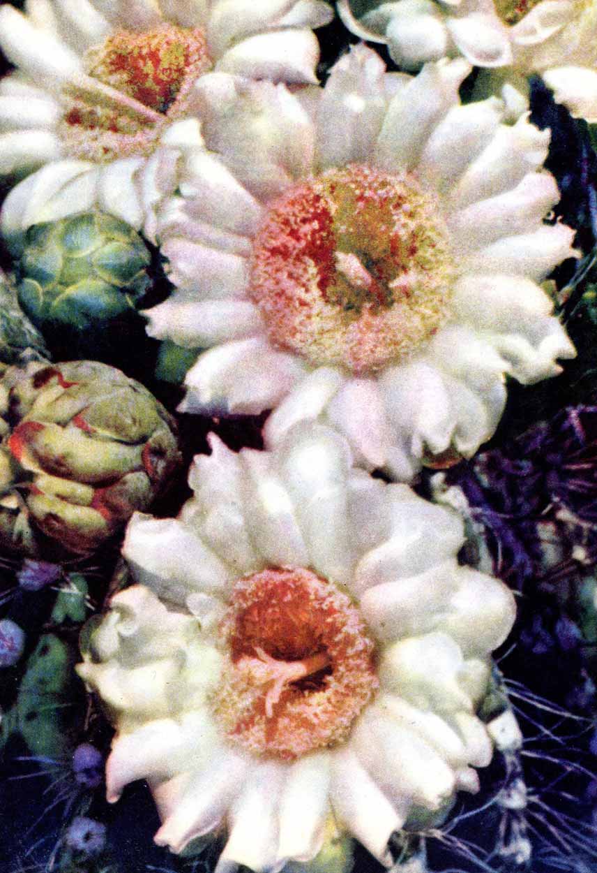 Цветет Карнегия - кактусы техасских пустынь и Невады Мохаве Цветет Карнегия - кактусы техасских пустынь и Невады Мохаве