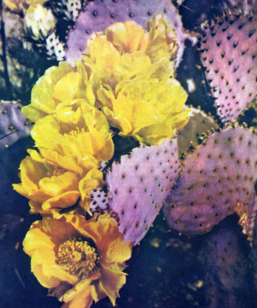 Опунция санта-рита цветущая, кактус Техасской пустыни Чиуауа Опунция санта-рита цветущая, кактус Техасской пустыни Чиуауа