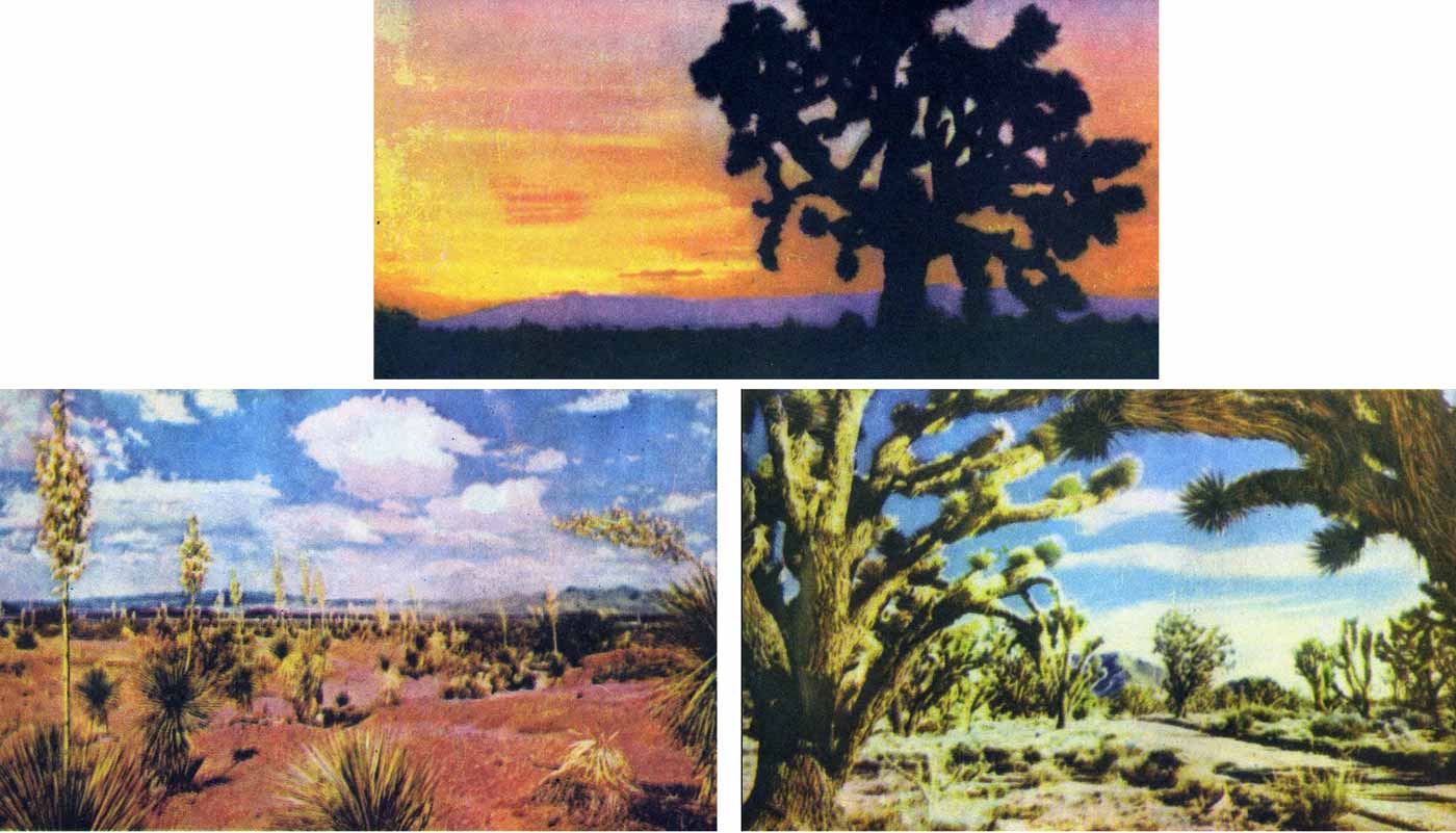 Техасские пустыни цветущие весной, кактусы и прочие растения Техасские пустыни цветущие весной, кактусы и прочие растения