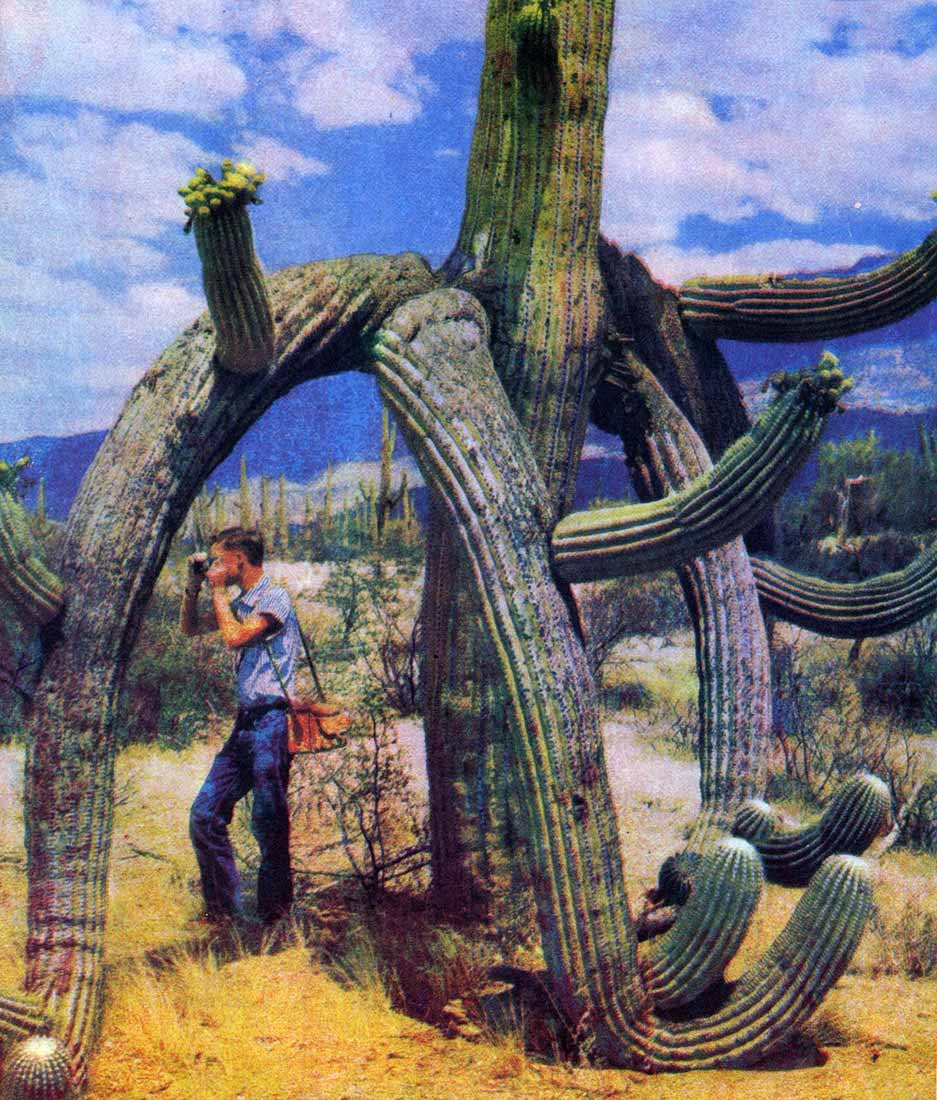 юкка Бревифолия и юкка Злата колючий Сагуаро пустыни Техаса юкка Бревифолия и юкка Злата колючий Сагуаро пустыни Техаса