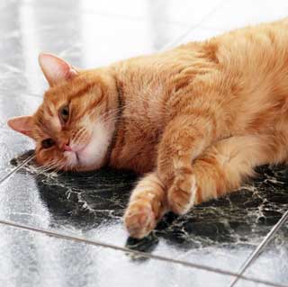 Когда вашему питомцу может понадобиться УЗИ