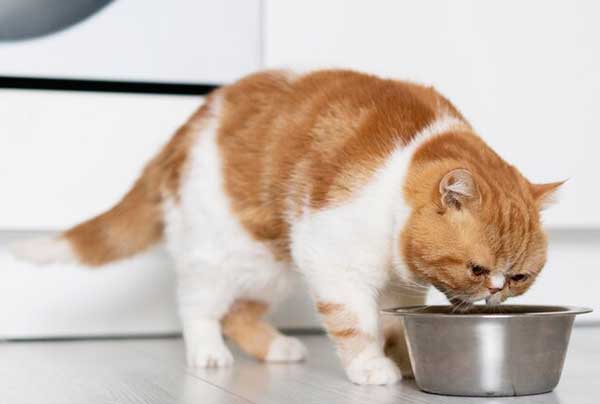 Узи для домашних животных - когда это необходимо?