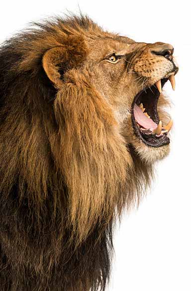 Кошки - уход за шерстью