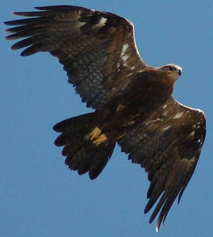 красная книга - Степной орел, берегите !