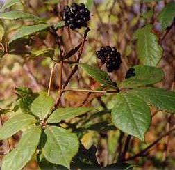 Элеутерококк все лекарственные свойства