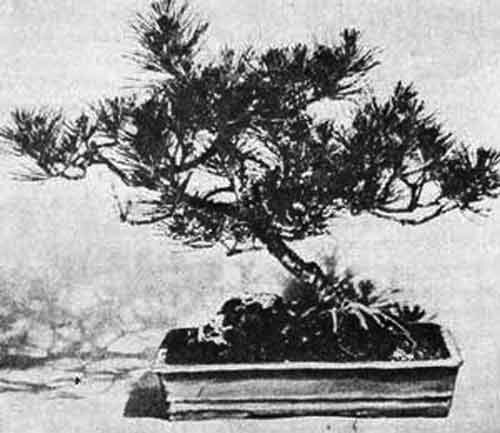 как вырастить бонсаи