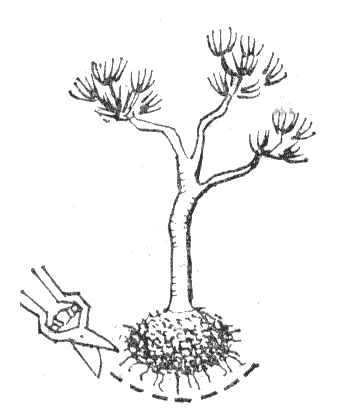 бонсаи первый год, обрезка корней