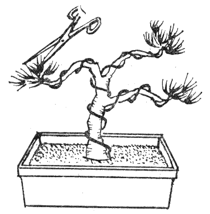 бонсаи как сделать обрезку
