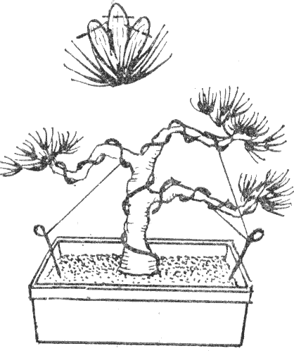 бонсаи, как изгибать ветви