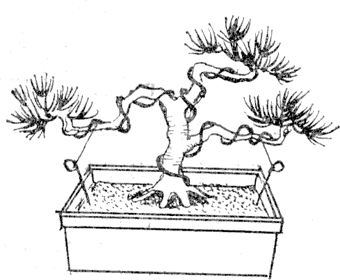 бонсаи, как подготовить почву