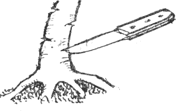 бонсаи, как сделать надрезы коры