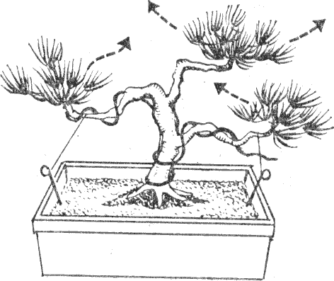 все этапы выращивания бонсаи