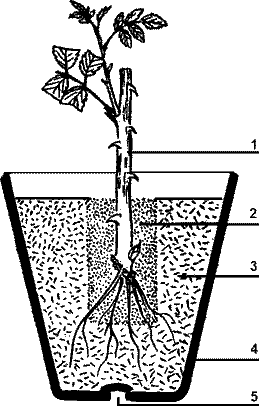 замена земли в цветочных горшках