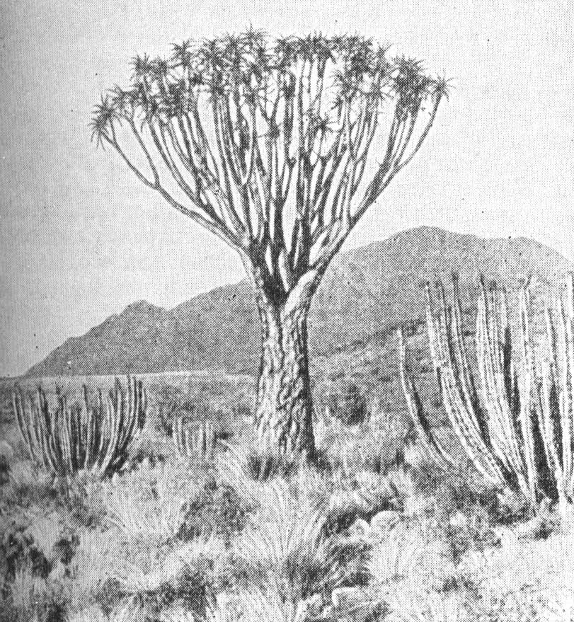 Aloe vera и какие бывают виды Алоэ из Африки Aloe vera и какие бывают виды Алоэ из Африки