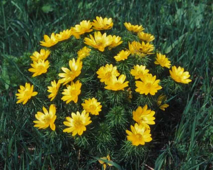 Адонис Весенний или Горицвет