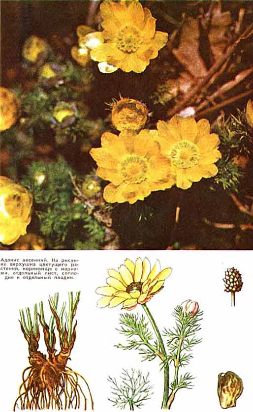 Adonis vernalis, Адонис Весенний, Горицвет, стародубка, полевой укроп