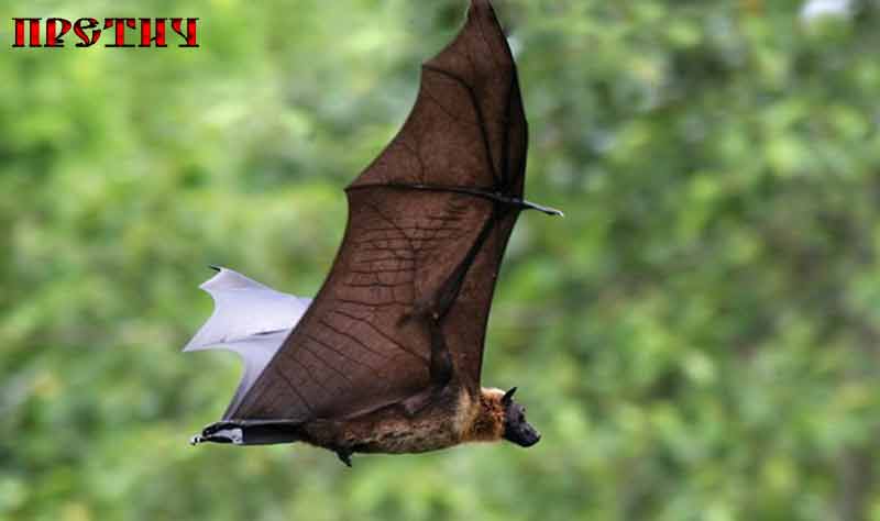 Phyllostominae большой вампир Phyllostominae большой вампир