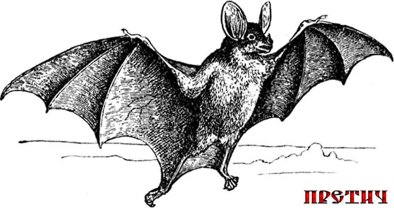 Большой вампир - крупная летучая мышь Большой вампир - крупная летучая мышь