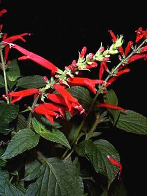 Семейство Губоцветные