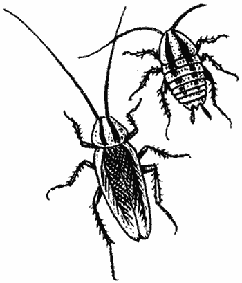 Тараканы рыжие или прусаки, как уничтожить