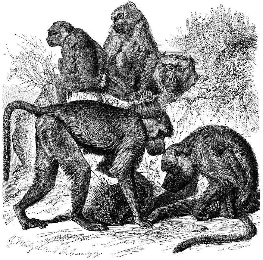 бабуины и павианы