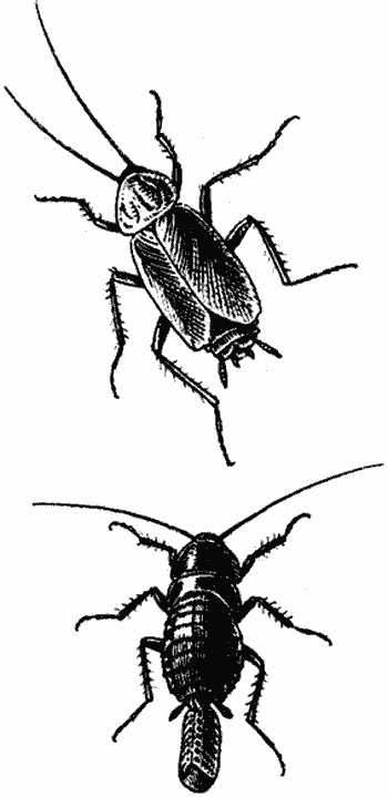 Тараканы черные, как избавиться