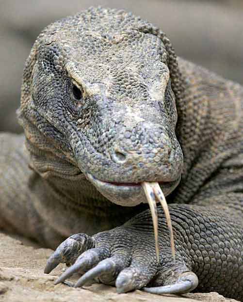 Вараны, Varanidae