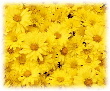 Мёд - свойства, состав, виды