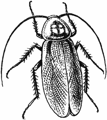 Таракан туркестанский, методы борьбы с ним