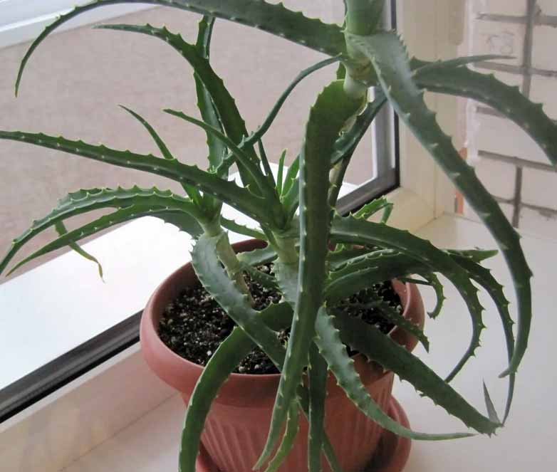 Aloe arborescens домашний Алоэ - польза его и история Aloe arborescens домашний Алоэ - польза его и история
