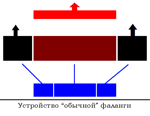 устройство обычной македонской фаланги устройство обычной македонской фаланги