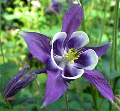 Водосбор, орлик, аквилегия