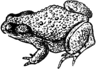 Серая жаба, содержание дома, уход и кормление