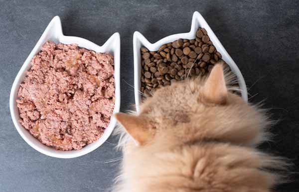 Преимущества сухого и влажного корма для кошек Преимущества сухого и влажного корма для кошек