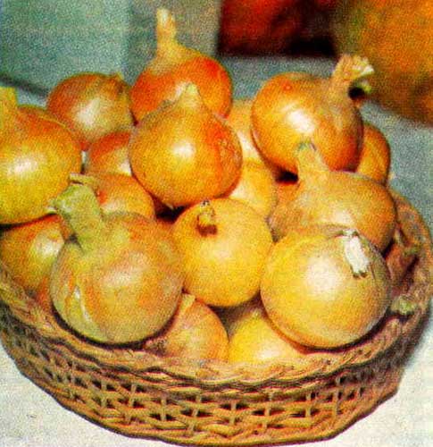 Лук сорта Черниговский под перо Лук сорта Черниговский под перо