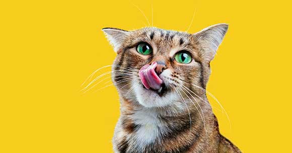 Если кошка худая - что делать?