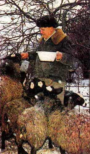 Василий Тарасович Калеников и его романовские овцы