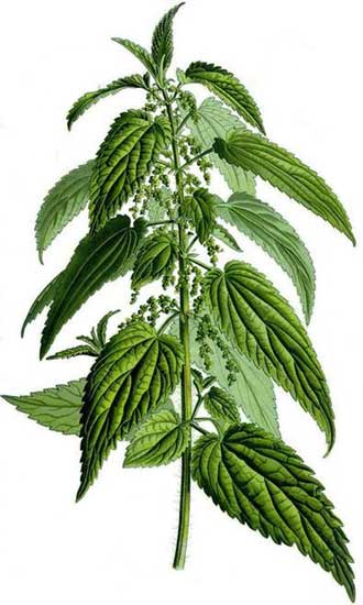 крапива - лучшее удобрение для почвы! Как его правильно приготовить?