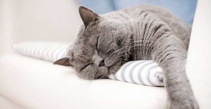 кот храпит во сне кот храпит во сне