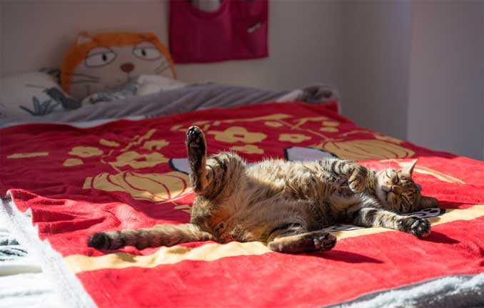 Кошка спит и храпит Кошка спит и храпит