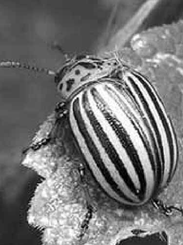 вредители в саду и огороде, как бороться без ядовитой химии?