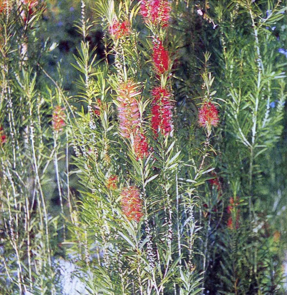 Дерево со щетками