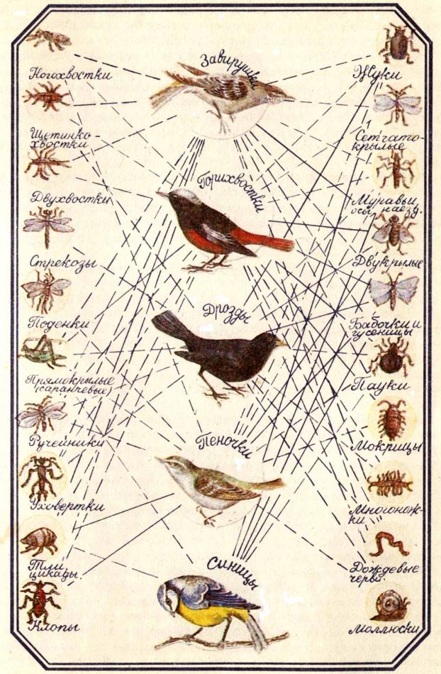 Заилийский Алатау - птицы