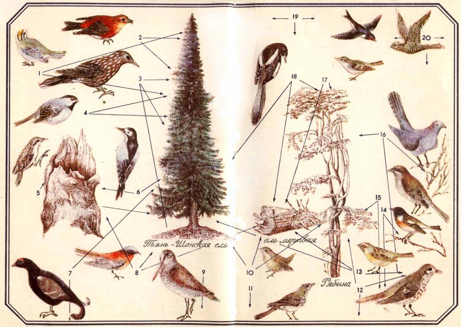 Заилийский Алатау - птицы 2