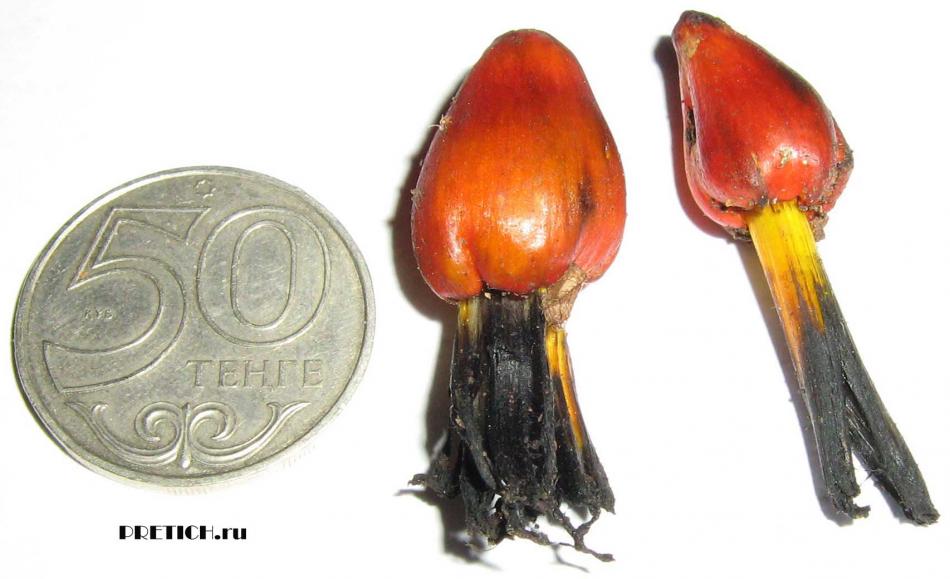 Непонятные грибы Алматы