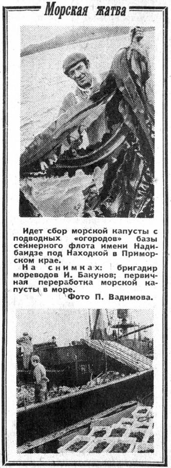 Морская жатва - сбор морской капусты