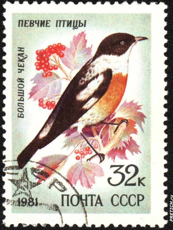 Большой чекан. Певчие птицы