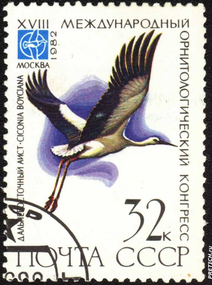 Дальневосточный аист - Ciconia Boyciana