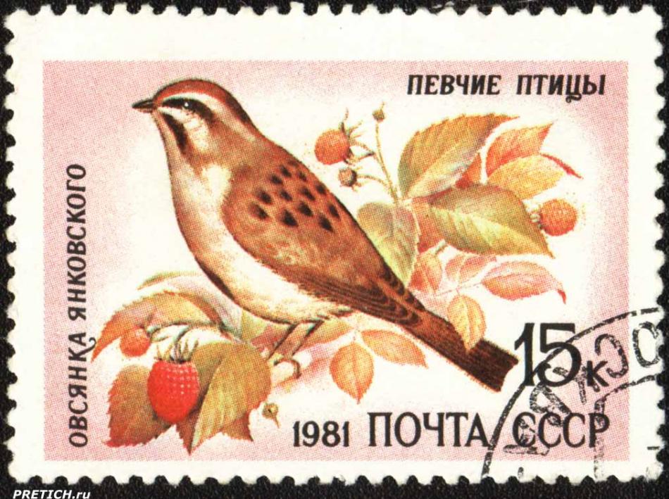 Овсянка Янковского. Певчие птицы